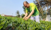 Hundred years of the ‘first famous tea’: Meticulous for the first-class Tan Cuong tea